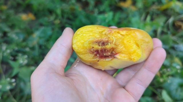 персик Плейн топ