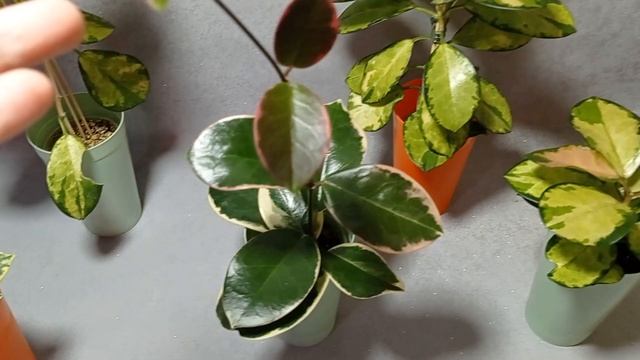 Hoya Australis Lisa,.. Hoya Australis Albomarginata,. Hoya Australis Blondie в сравнении.