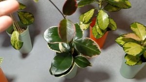 Hoya Australis Lisa,.. Hoya Australis albomarginata,. Hoya Australis Blondie в сравнении.