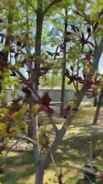 Зацвел клен на штамбе #участок #сад