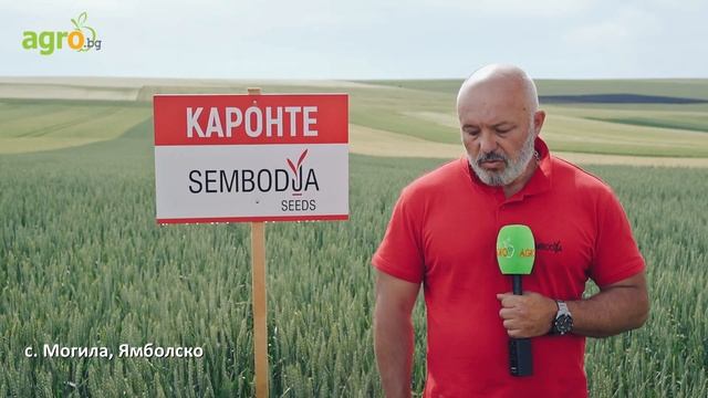 Сембодиа семена - отлична генетика от Италия смотреть онлайн