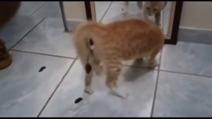 Смешные видео про котов! Кот и зеркало! Смешные видео! Приколы про котов! Выпуск №9
