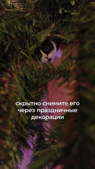 Как сделать новогоднее фото питомца? #TECNO #ФотоАкадеми? смотреть онлайн