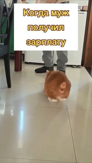 Когда муж получил зарплату #приколы #смешныевидео #а4 #смех #кот #cat #мемы #funny #котенок #animal смотреть онлайн