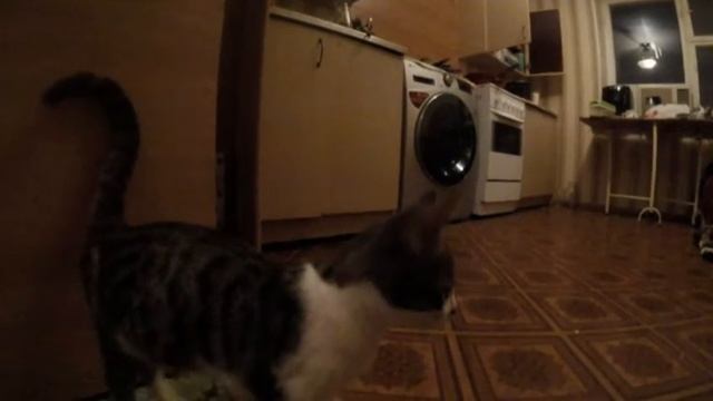 Кошка ублюдок мать твою смотреть онлайн