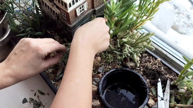 Садик с суккулентами: что убрала, что посадила