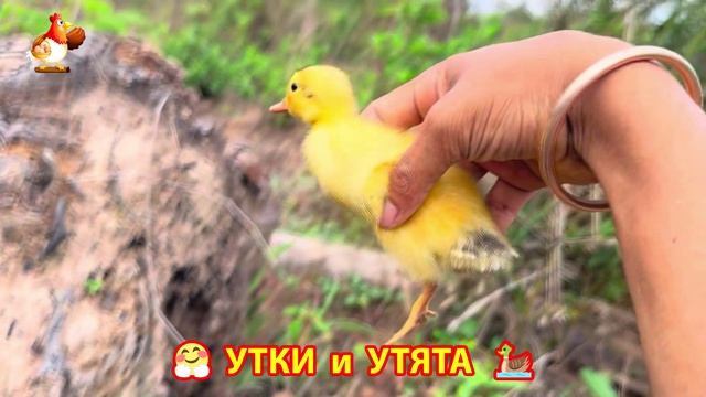 Утки с Утятами гармония во дворе 🦆🤗❣️(6) смотреть онлайн