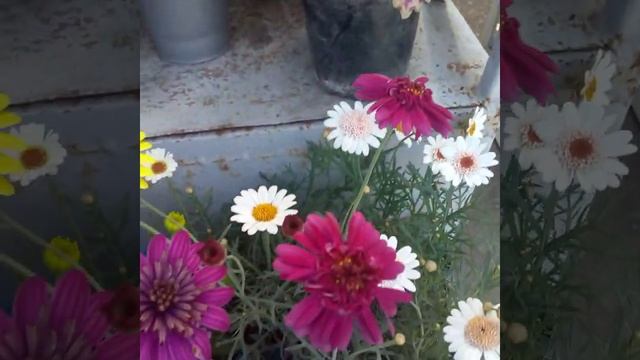 г.Луганск.26.04.2025.центральный рынок .Цветы смотреть онлайн