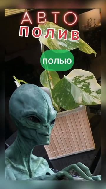 #дом #цветы точный полив цветов когда высохла почва 24/7 смотреть онлайн