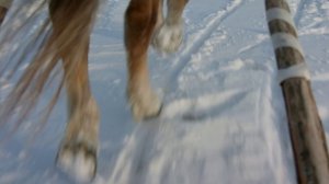 Трейлер «Современные герои Арктики»