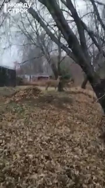 В Нижнем Тагиле на Старой Гальянке заметили олениху смотреть онлайн