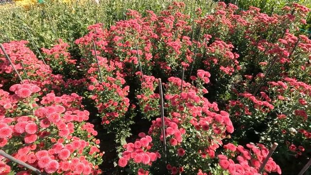 Цветущий КРЫМ:БАЛ ХРИЗАНТЕМ 2024!!!НЕ ПРОПУСТИТЕ!!!Путеше