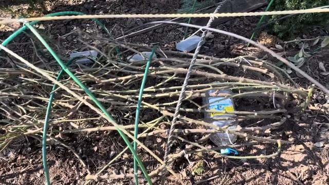 Открываю розарии, убираю дуги, навожу порядок. В саду п