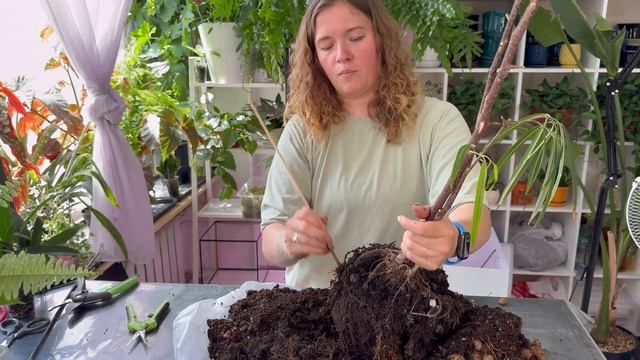 Черенкуем и пересаживаем фикус Али