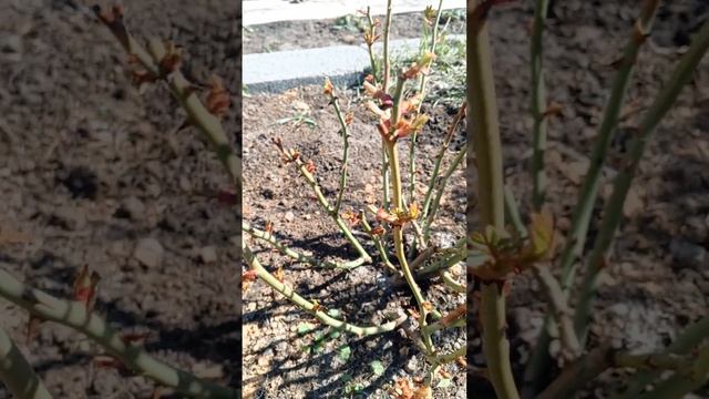 Начинаю открывать розы