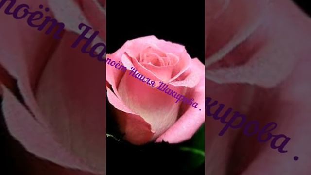 Перепела песню Сафия карале смотреть онлайн