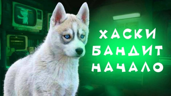 Все серии МАЛЕНЬКИЙ ХАСКИ БАНДИТ!! Начало