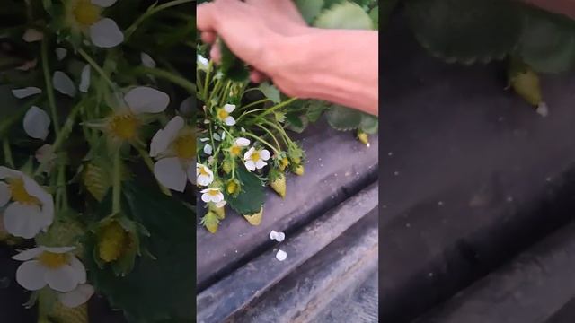 6 апреля 2024 .Клубника Сальвия ,теплица.