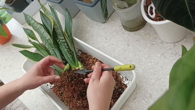 Неделя сансевиерия. Часть 1.