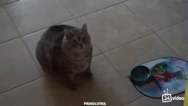 И диетолога я тоже съел! смотреть онлайн