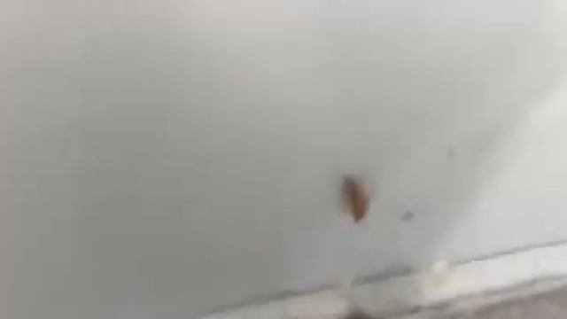 Тараканы в Бургер- Кинге в Санкт- Петербурге