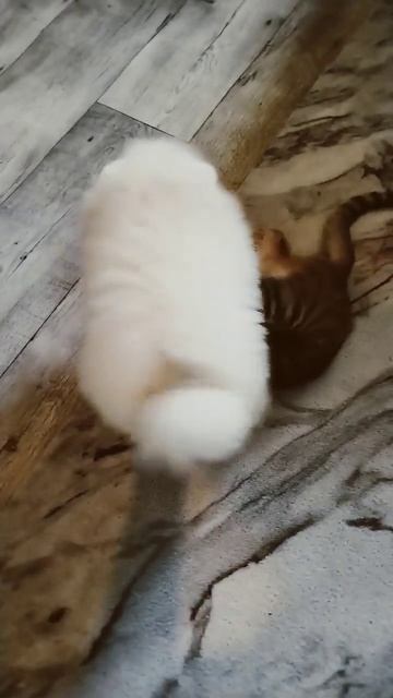 Вот такая дружба 🫣 #shorts #рекомендации #шпиц #щенок #мичи #подпишись #лайк #лучшее смотреть онлайн