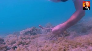 Червь Боббит — ужасный убийца из океанских глубин. Огромный червь-хищник в деле