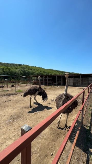 Крым сегодня. Страусиная ферма в Крыму #крым #страусинаяферма #страусинаяфермакрым #отдыхвкрыму смотреть онлайн