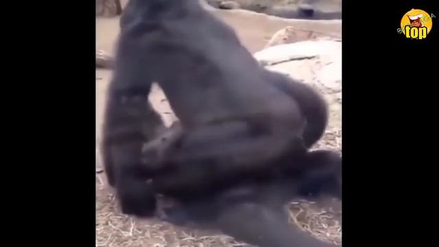 ПРИКОЛЫ 2017 Сентябрь ржака до слез угар прикол #14 смотреть онлайн