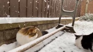 Смешной момент из а-ну-ка-давай-ка #снег #анукадавайка #котики