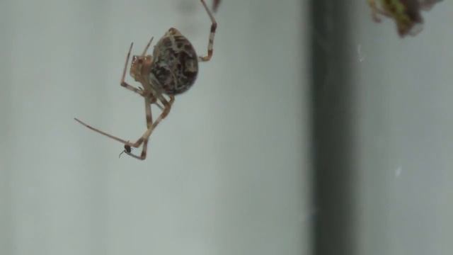 Паук испугался паука смотреть онлайн