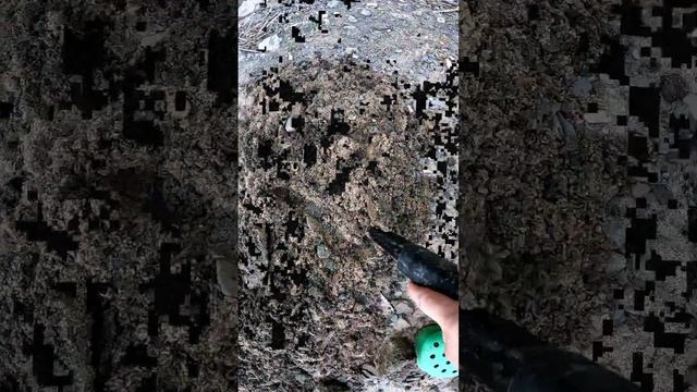 Проверяем сигнал металлоискателя, на прогулке с лабра смотреть онлайн