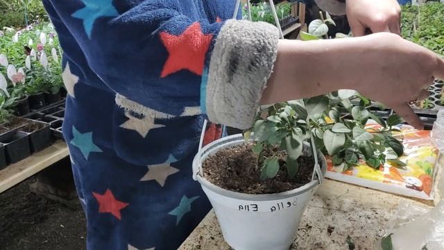 обрезка фуксии