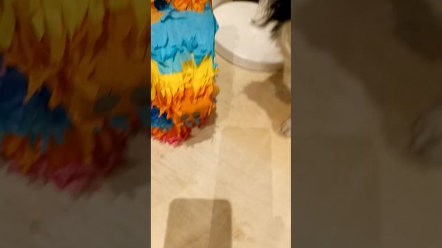 С наступающим летом! 🐶