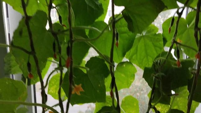 зелень на подоконнике сожрала огурцы ,убийцы огурцов , смотреть онлайн