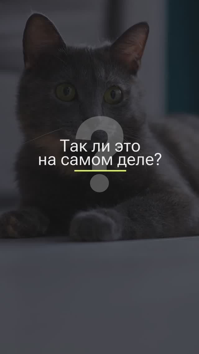 ВСЕ КОТЫ АКТИВНЫ НОЧЬЮ! смотреть онлайн