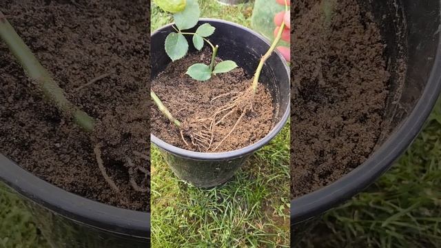 Результат черенкование роз от 10.06.2024г. смотреть онлайн