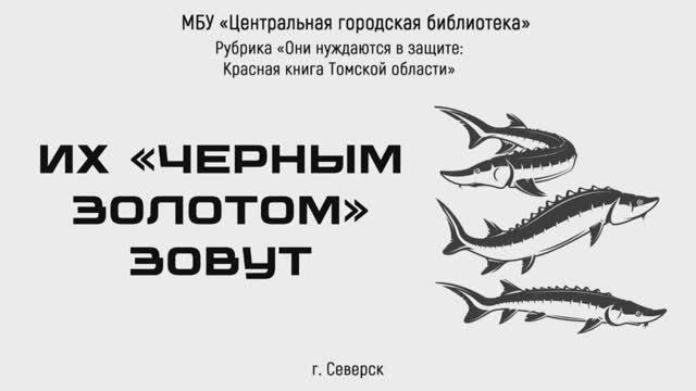 Видеоролик «Их «черным золотом» зовут» про сибирского осётра (12+) смотреть онлайн
