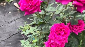 РОЗА Биг Перпл (Big Purple) Stephens Новая Зеландия, 1985,Чайно-ги?