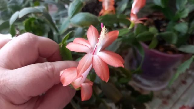 ДЕКАБРИСТ ЗАЦВЕЛ