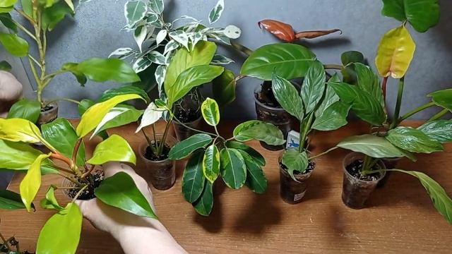 Излишки, Филодедроны, Спатифиллумы и др. Альбомы с цен? смотреть онлайн