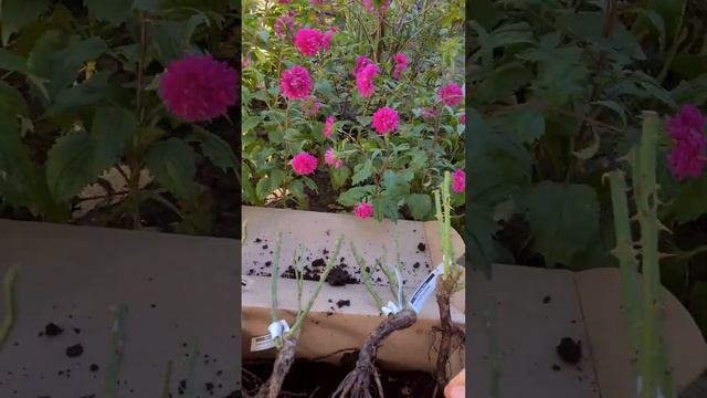 Посылка из питомника роз Элит (первая посылка)