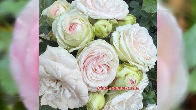 КОРОЛЬ ПЛЕТИСТЫХ РОЗ. ПЬЕР де РОНСАР.