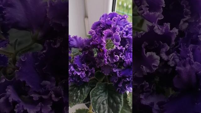 Фиалки. Видеокаталог Май 2025 г. смотреть онлайн