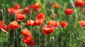 Огромное поле Маков. Летнее поле цветов | Футажи краси?