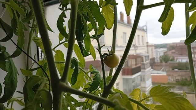 Помидоры на окне (эксперимент) смотреть онлайн