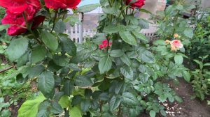 Роза Ред Интуишн ( Rose Red Intuition ) г. Киев 24 июня 2024 г.