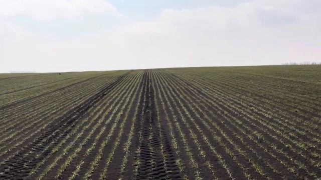 Озимая пшеница 11.03.25