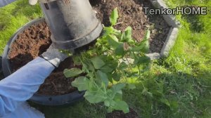 Посадка петуний ! Сажаю только так! Новый эксперимент!