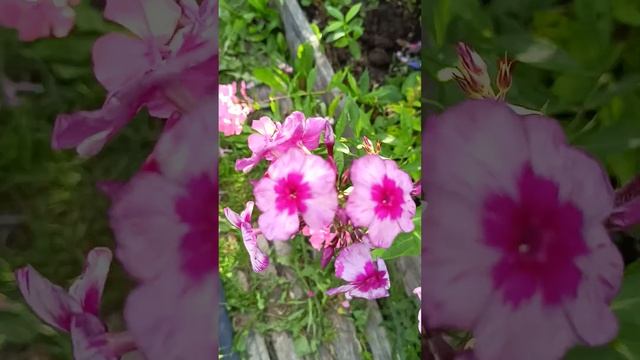 как переносят дождь разные сорта флоксов (часть 2)